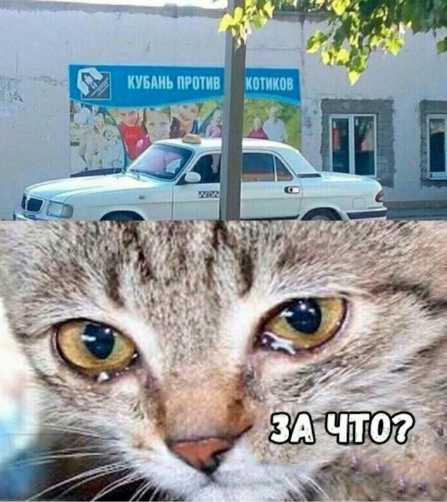 Подборка картинок-баянов с котиками и про котиков. Выпуск 29.