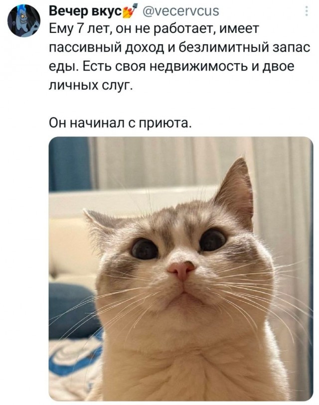 К котовторнику: подборка картинок-баянов с котиками и про котиков. Выпуск 40.