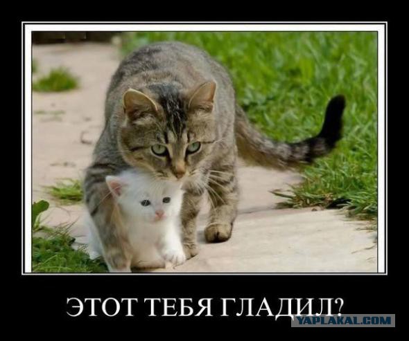 Письмо Крыму..мля я рыдаю в голос..