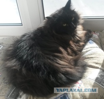 Котовторник 01.04.2014