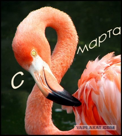 С 8 марта!
