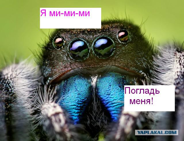 Что за тварь?