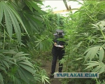 Новости из сумасшедшего дома