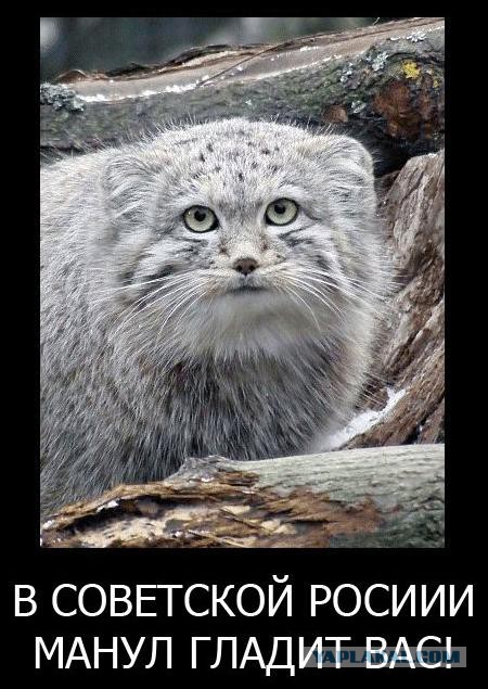 Дикие киски - Манулы