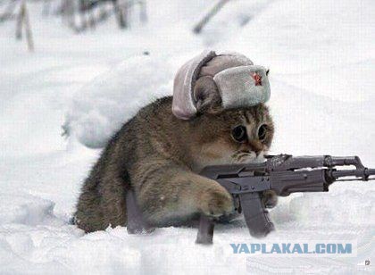 Кошки представляют города России