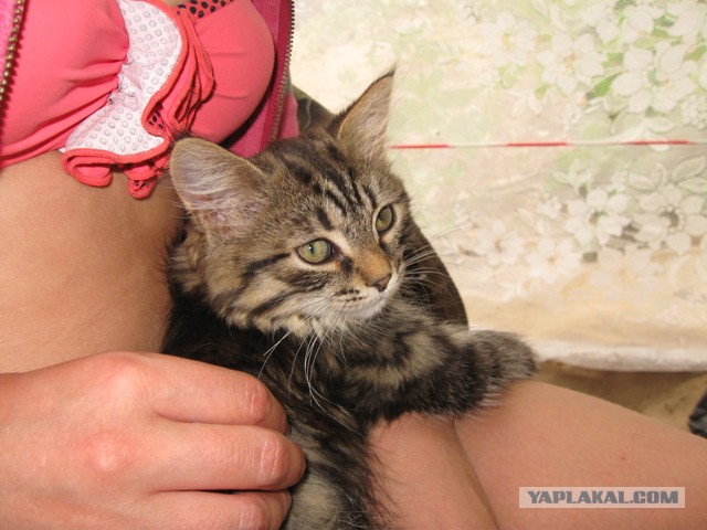 Котовторник 31.03.2015