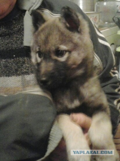 Цобакин четверг