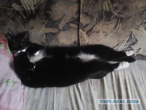 Котовторник 12.05.2015