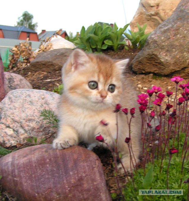 Котовторник 13.10.2015