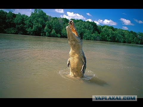 Мышеловка с креативом