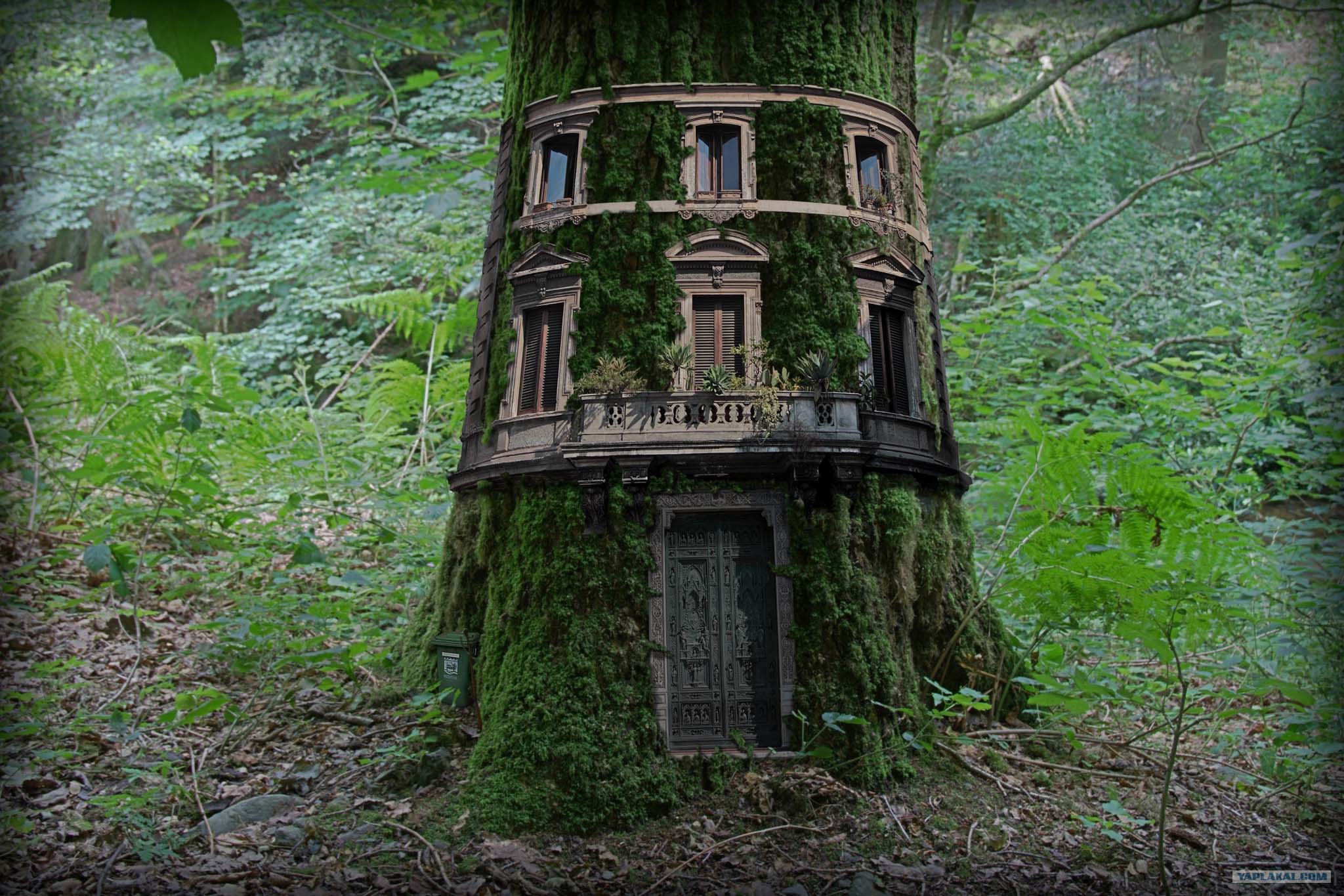 Дом дерево где находится. Дом внутри секвойи. Секвойя дерево дом. Дом из дерева Секвойя. Домик в лесу.