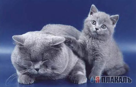 Кошки и Собаки - большая подборка