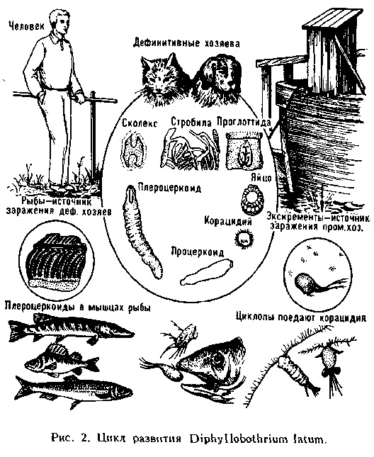 Рыба, лёд, четыре кота