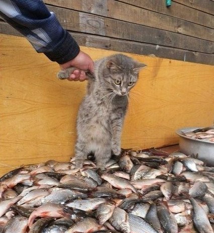 "Когда кот мешает готовить рыбу..."