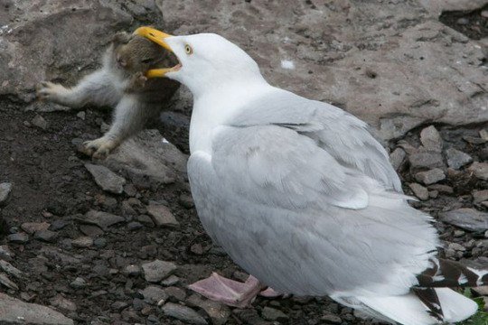 Божьи твари