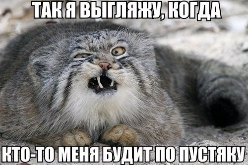 Божьи твари