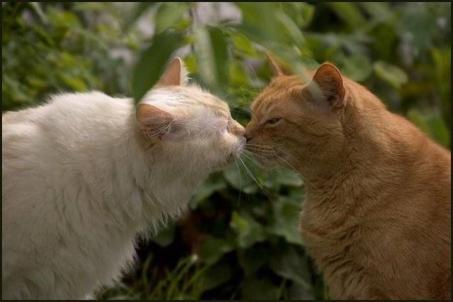 Котомет на вторник - супер подборка котов! (22.01)