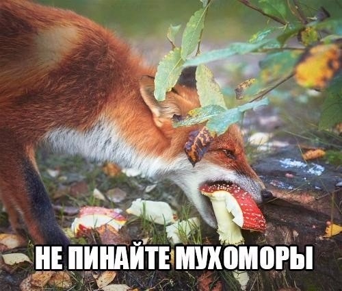 Прикольные животные