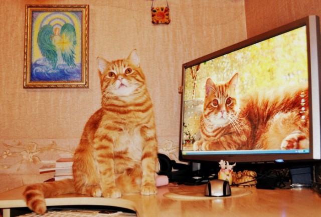 Коты из сети