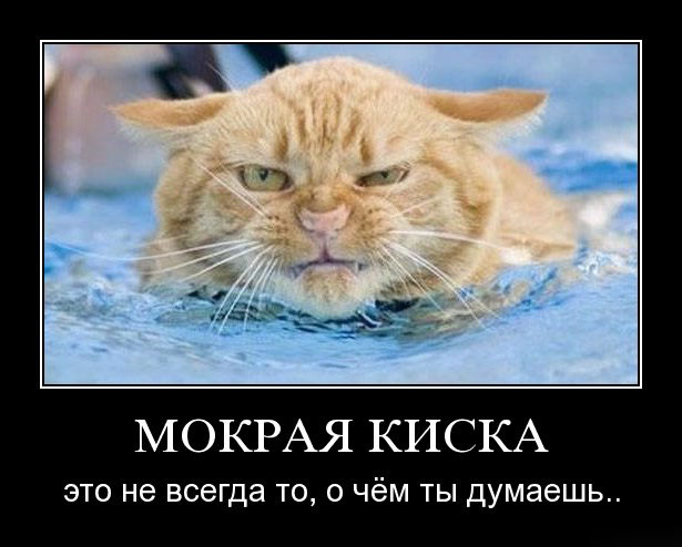 Покажи свою киску?