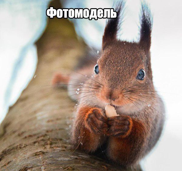 Самые смешные животные