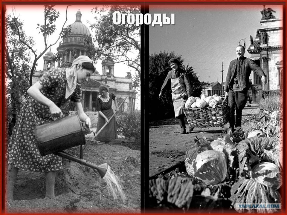 Огороды в блокадном ленинграде. Огороды в блокадном ленинграде. Огороды в блокадном ленинграде. Ботанический сад в годы блокады ленинграда. Огороды в блокадном ленинграде.