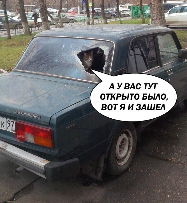 Коты и Кошки