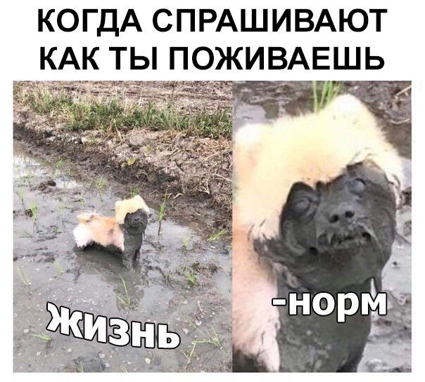 Смешные картинки