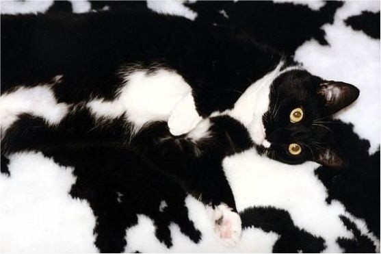 Прикольных котов пост