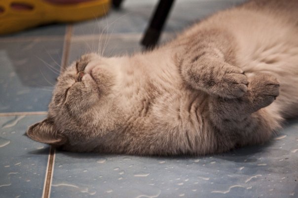 Котовторник так котовторник!