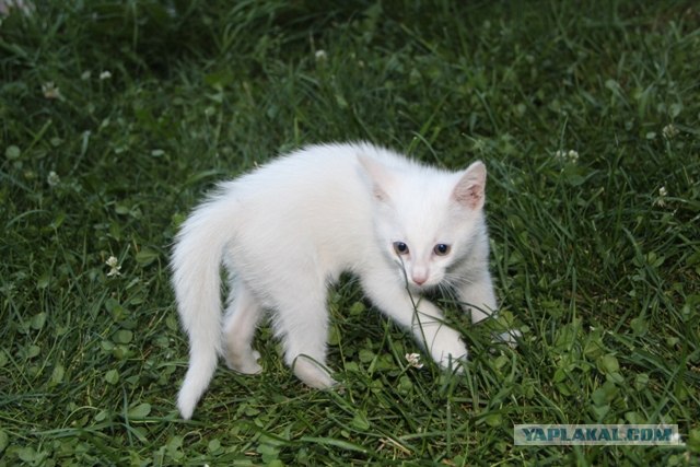 Котовторник 07.08.2012