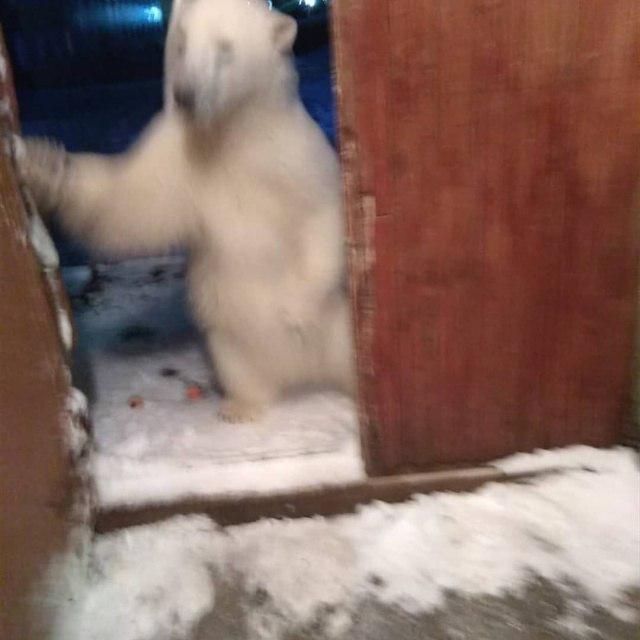 Фотографии с нашествием медведей в Архангельской области привели европейцев в состояние некоторой шокированности