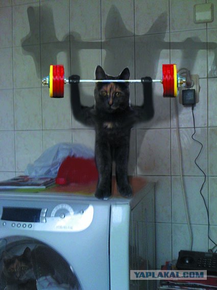 Отжабте моего кота