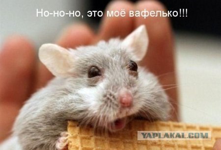 Праздник вафли)