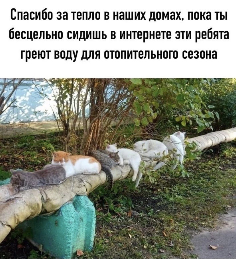 16033778.jpg