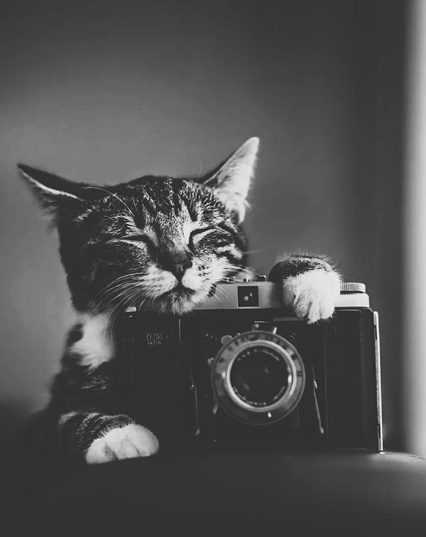 "Мой" котовторник
