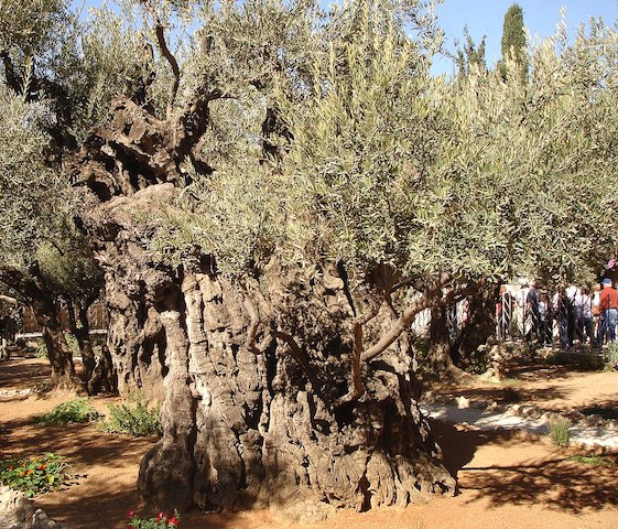 Самое старое оливковое дерево в мире