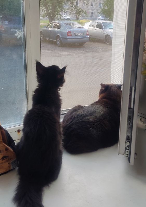Котовторник вроде бы. Тоже присоединяюсь к рабам кошачьих.