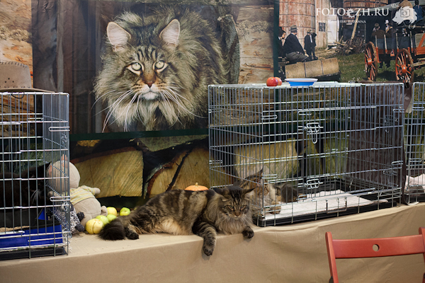 Котиковая выставка "Инфокот 2013"
