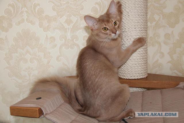 Котенок абиссина