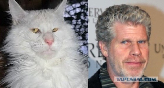 Мурка Грей.