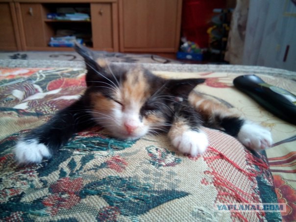 Котовторник 25.08.2015