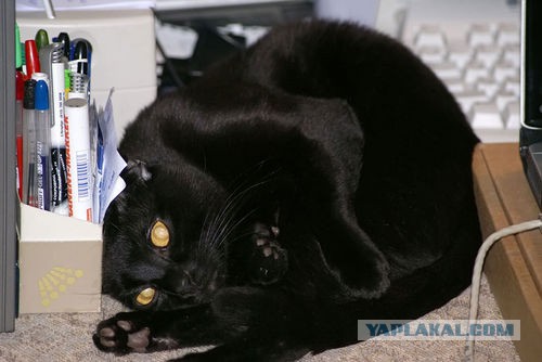 Котовторник