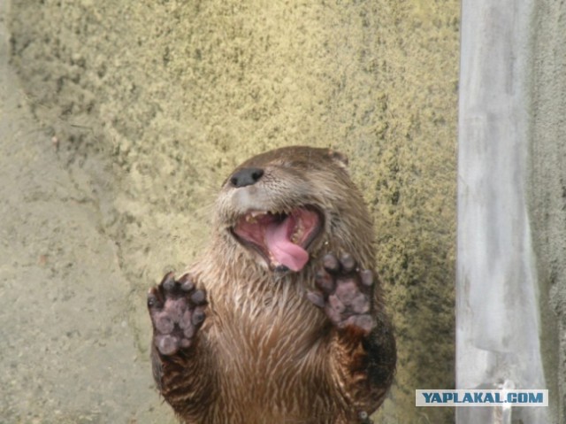 Афганская война