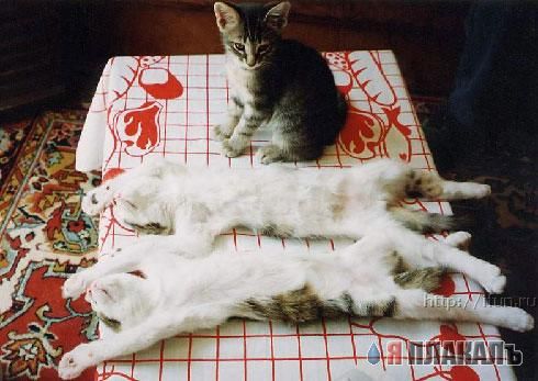 Котомет на вторник!