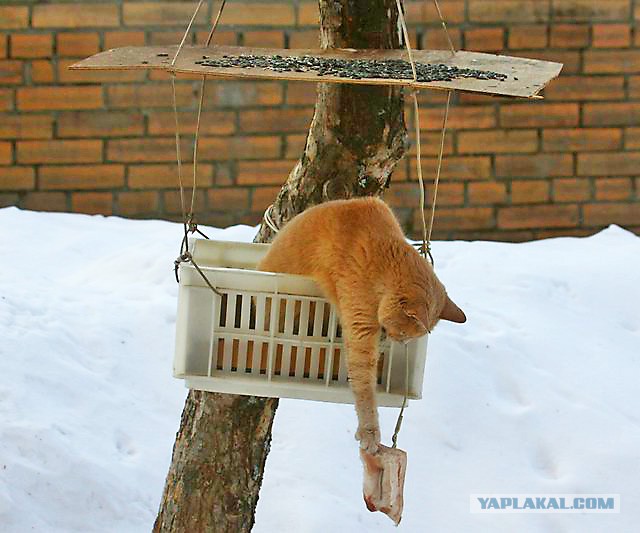 Чё смотришь? Воробей я! Мясо давай!