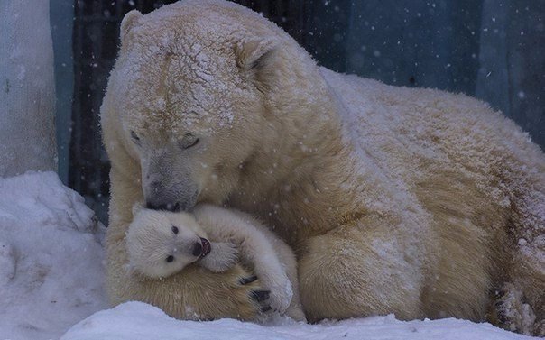 Самые смешные животные