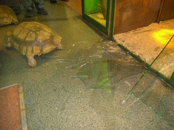 Побег из "шоушенка": в Иркутске две черепахи сбежали из вольера, разбив стекло