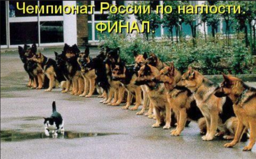 Подборка интересных и веселых картинок