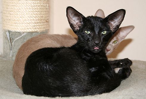 Прикольные коты на среду! ОЧЕНЬ МНОГО!